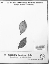 Asterina clavuligera image